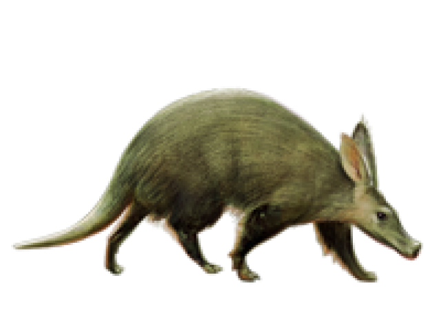 Aardvark Background PNG Image