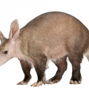 Aardvark PNG
