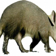 Aardvark PNG Download Image