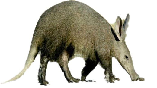Aardvark PNG Download Image