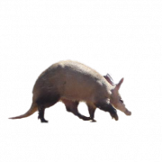 Aardvark PNG -Datei kostenlos herunterladen