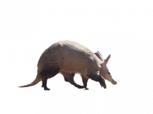 Aardvark PNG -Datei kostenlos herunterladen