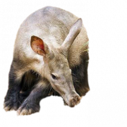 Aardvark PNG kostenloser Download
