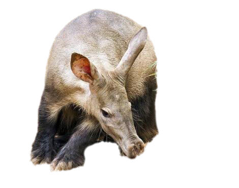 Aardvark PNG libreng pag -download