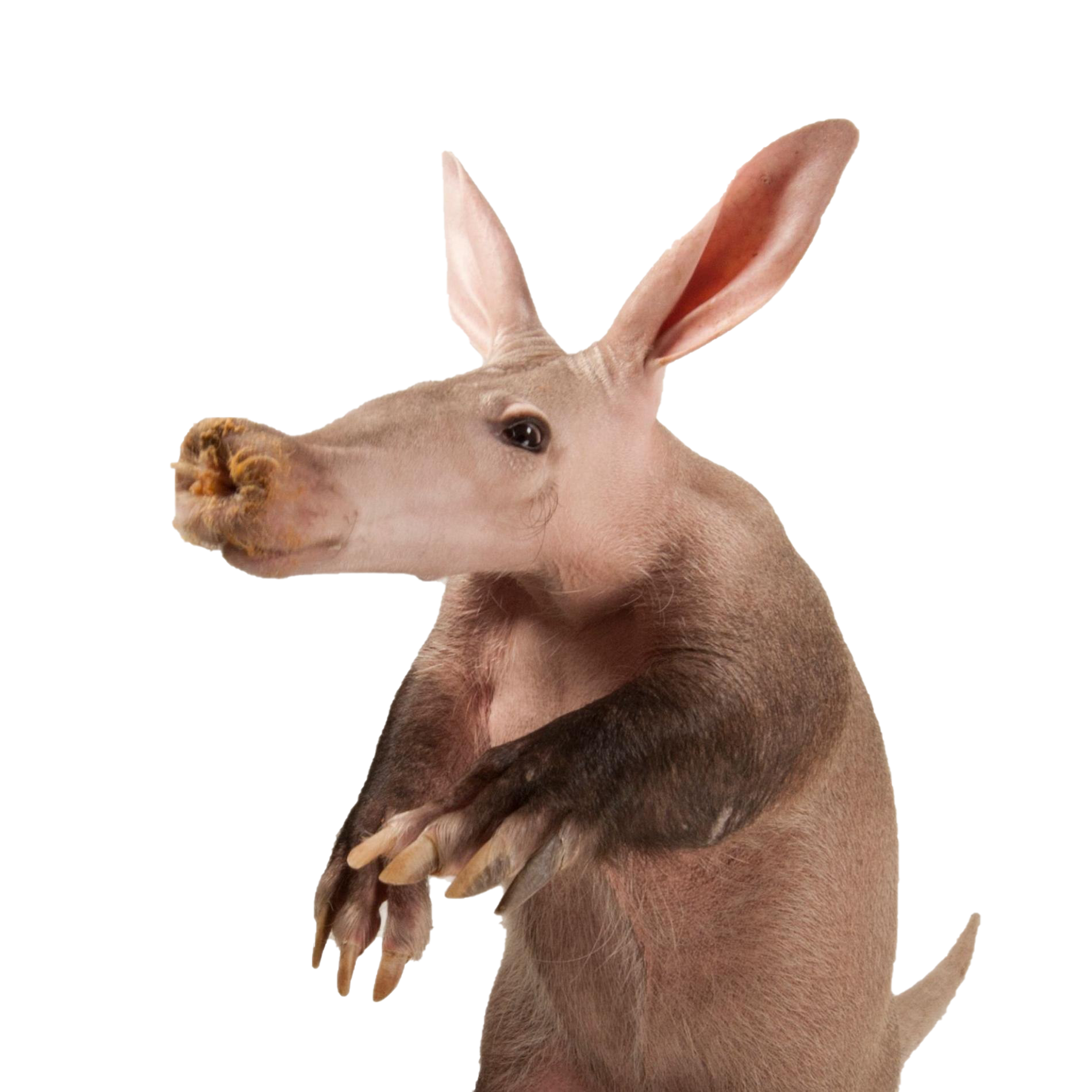 Aardvark PNG Free Image