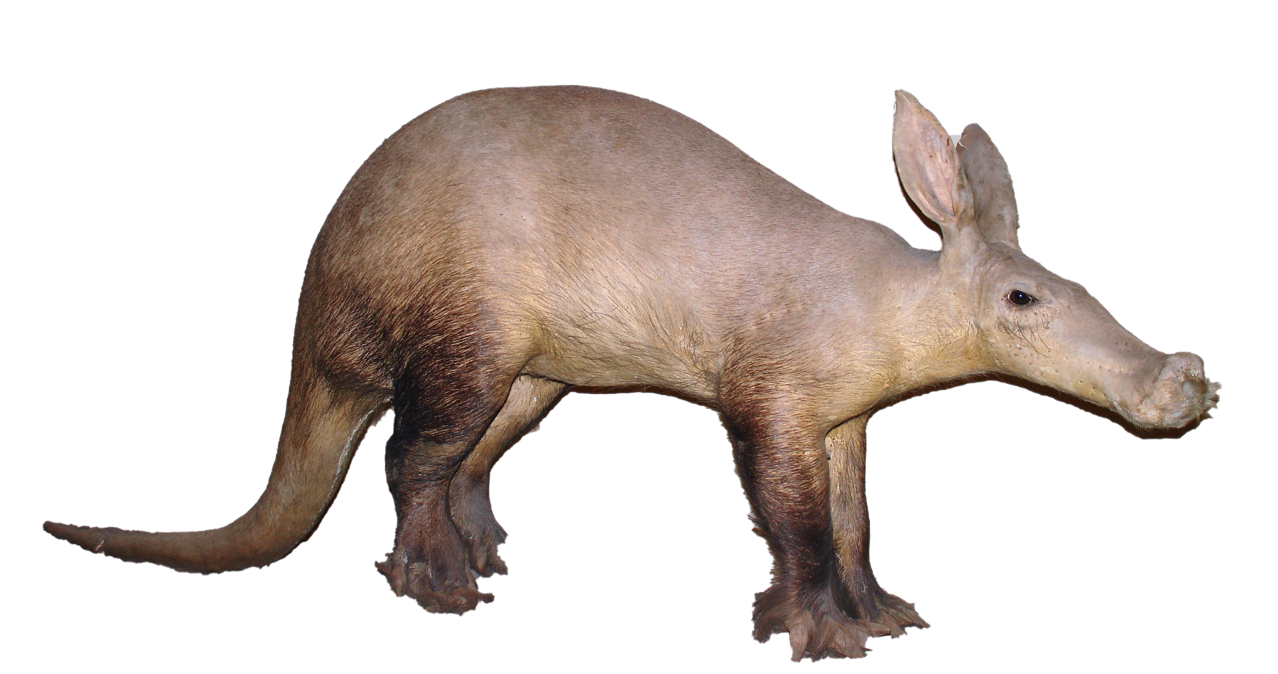 Aardvark PNG Image HD