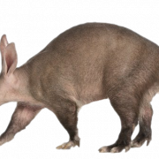 Aardvark PNG Images