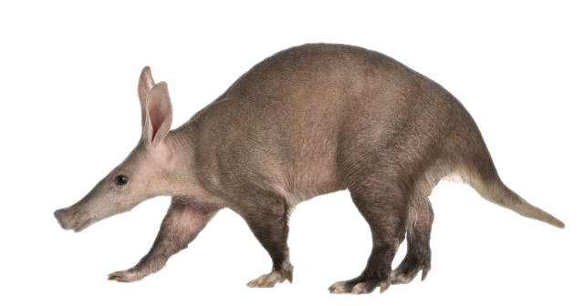 Aardvark PNG Images