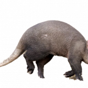 Aardvark PNG Photo