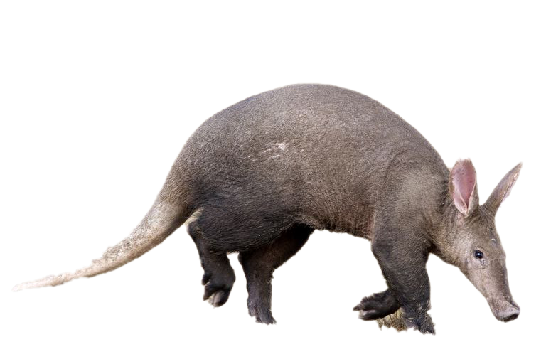 Aardvark PNG Photo
