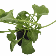 Rucola png clipart
