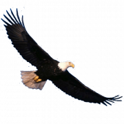 Bald Eagle PNG Download Image
