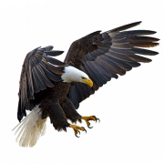 Bald Eagle Png Dosyası