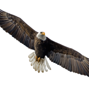 Bald Eagle PNG HD Image