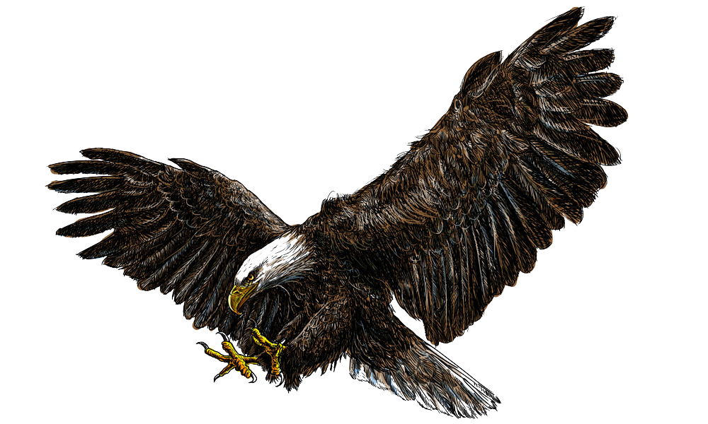 Bald Eagle PNG Pic