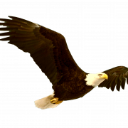 Bald Eagle Transparent
