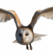 Barn Owl PNG File