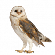 Barn Owl PNG Free Download