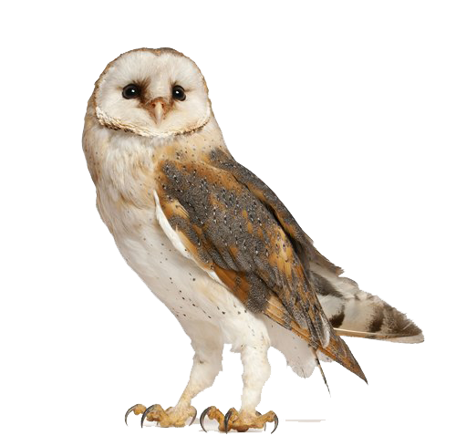 Barn Owl PNG Free Download