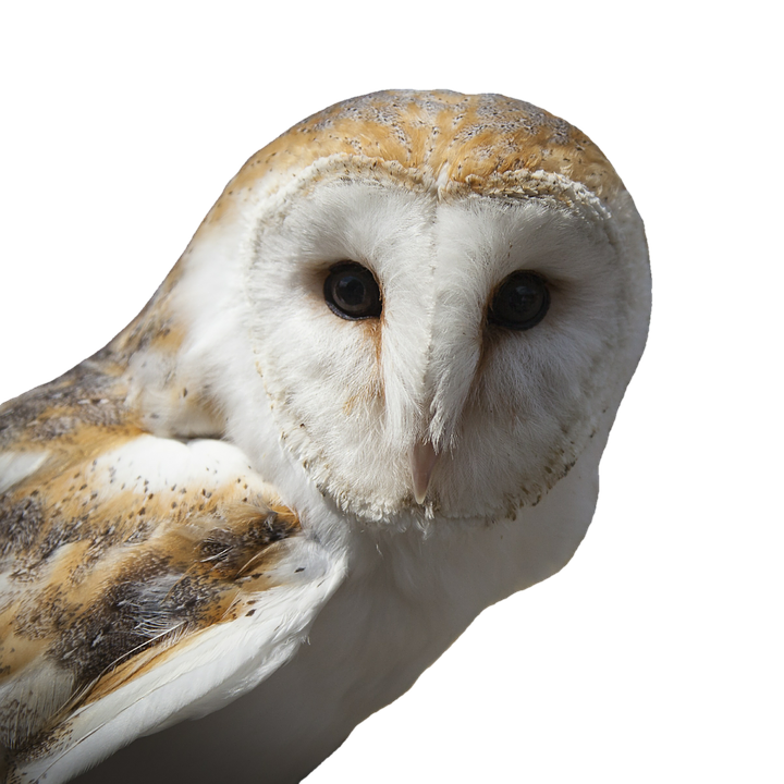Barn Owl PNG Image gratuite
