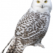 Barn Owl Png Image
