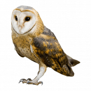 Barn Owl Transparent