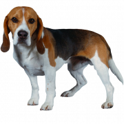 Beagle chien