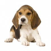 Beagle Dog Png