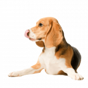 Fichier PNG Beagle chien