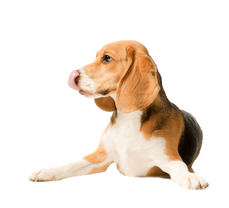 Beagle Dog PNG File