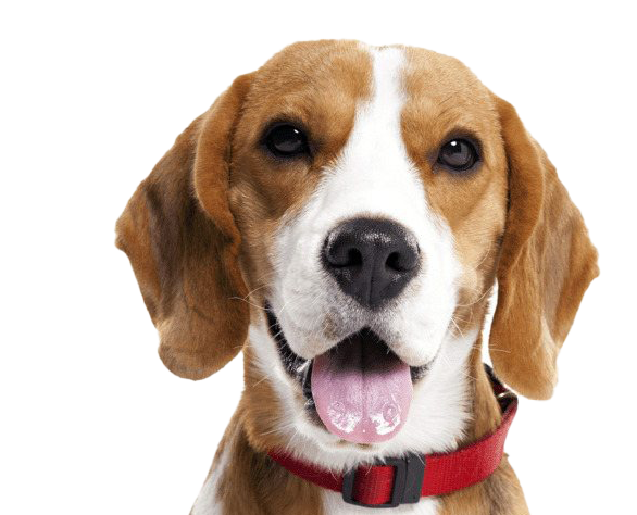 Gambar anjing beagle png hd