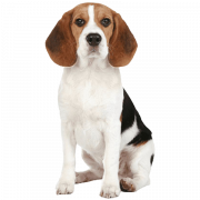 Gambar anjing beagle png