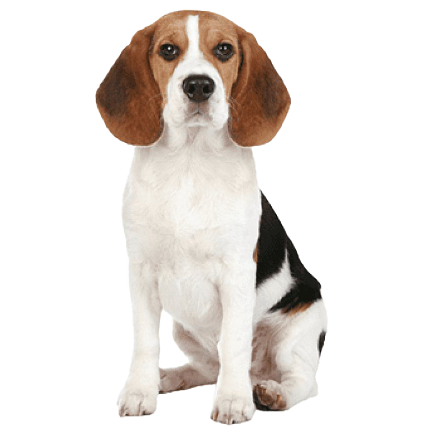 Image PNG du chien Beagle