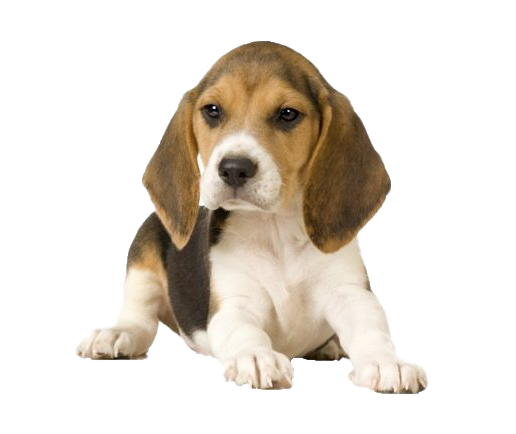 Beagle Dog PNG