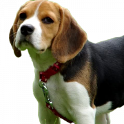 Chiot de chien beagle