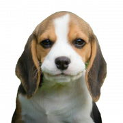 Beagle dog chiot PNG