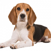 Beagle dog chiot png clipart
