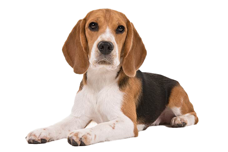 Beagle Dog Puppy PNG Clipart