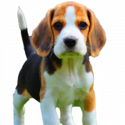 Beagle Dog Puppy PNG Download Image