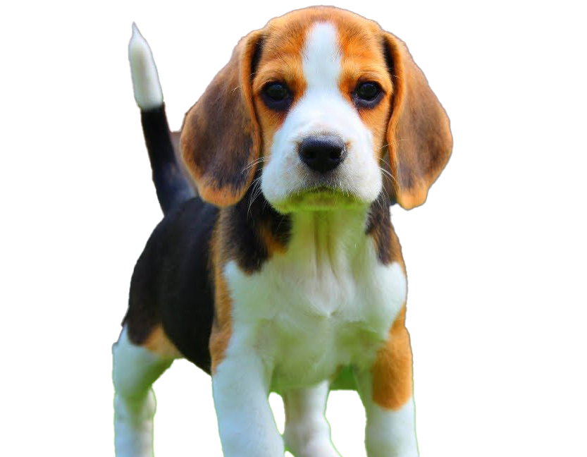 Beagle Dog Puppy PNG Download Image