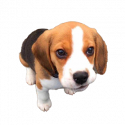 Fichier PNG Chiot de chien beagle