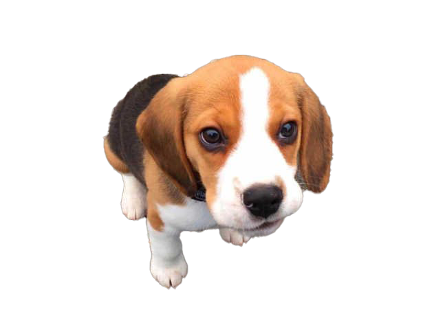 File PNG del cucciolo di cane Beagle