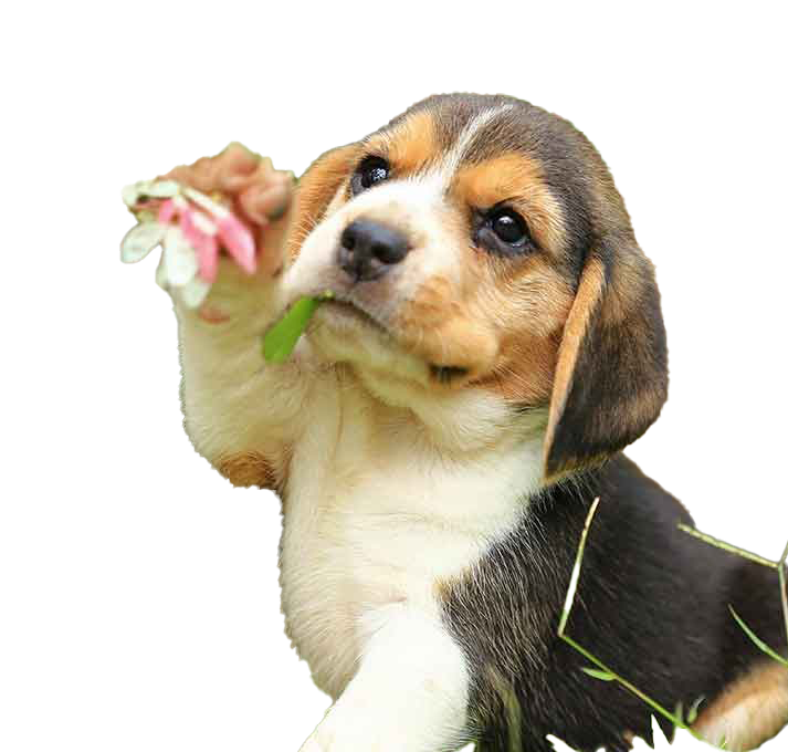 Beagle Dog Puppy PNG Free Download