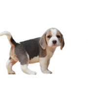Beagle Dog Image HD PNG de chiot
