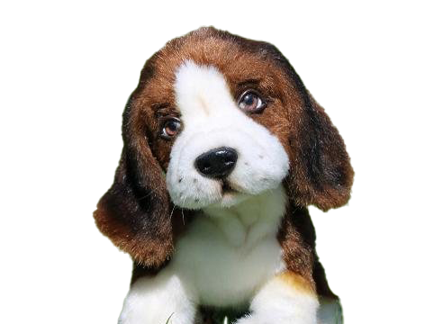 Image PNG de chiot de chien Beagle