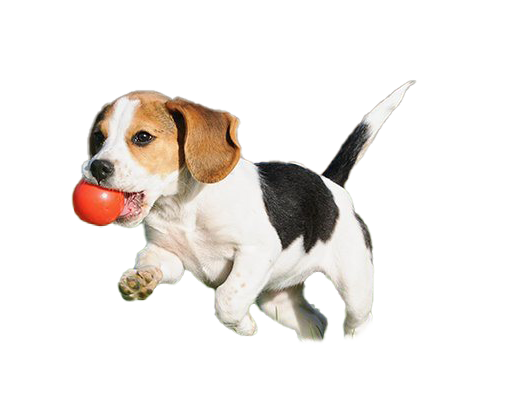 Beagle Dog Puppy PNG Picture