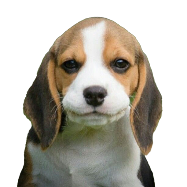 Beagle Dog Puppy PNG