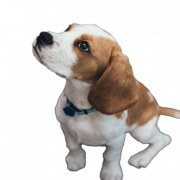 Beagle dog chiot transparent