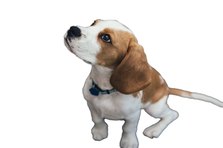 Transparan anak anjing anjing beagle