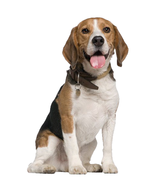 Beagle Dog Transparent